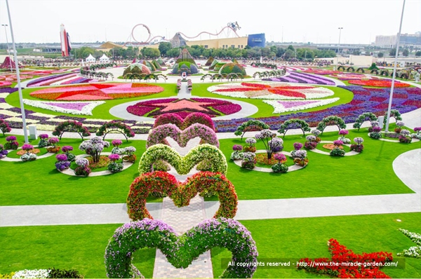 Miracle Garden Dubai 04