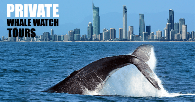 Whale Watch Private Tours