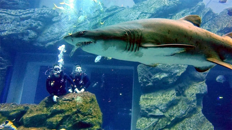 Shark Diving in Dubai