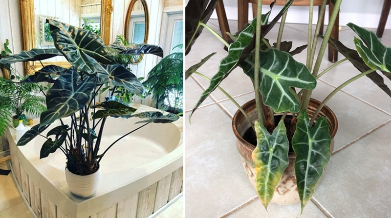 Decorating Indoors with Alocasia Polly