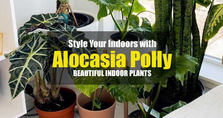 How to style indoors with Alocasia Polly
