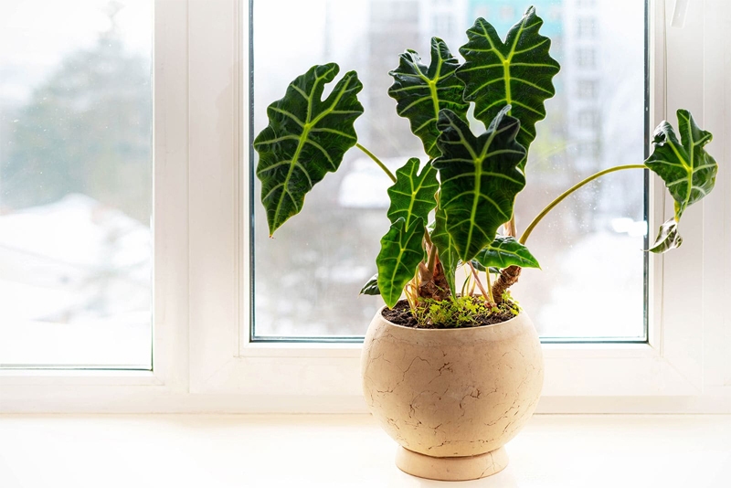 What is Alocasia Polly