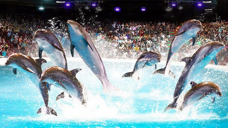 Dubai Dolphin Show TIckets