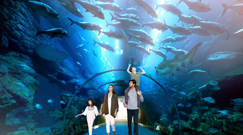 Dubai Aquarium Marine Life