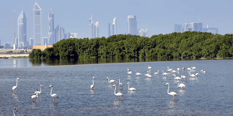 Activities for Nature Lovers in Dubai