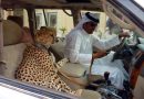 25 Amazing Things Happen Only in Dubai
