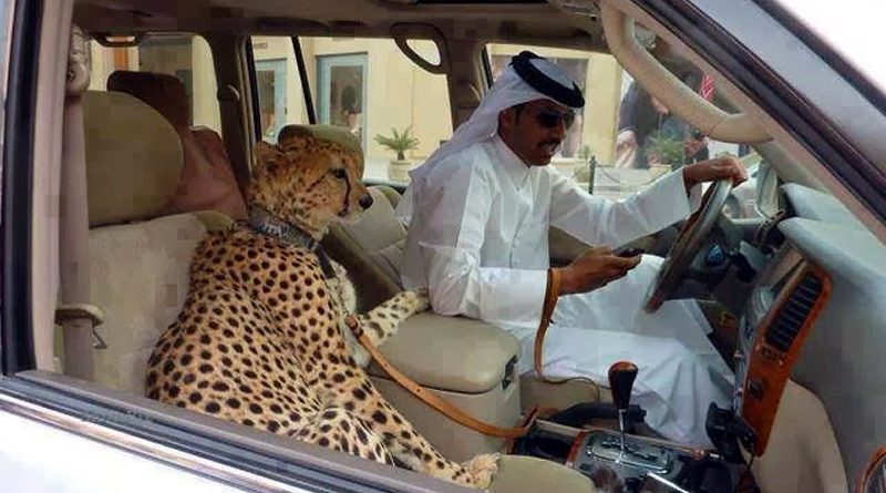 25 Amazing Things Happen Only in Dubai