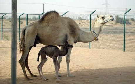 UAE-SCIENCE-CAMEL-CLONE